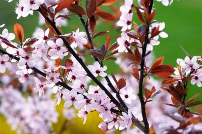 Engelse tuin - inspiraties voor een fascinerende tuinstijl