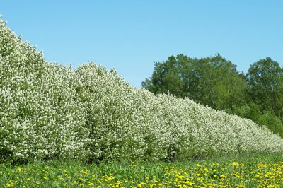 Erbsen keimen lassen – mit diesen Methoden