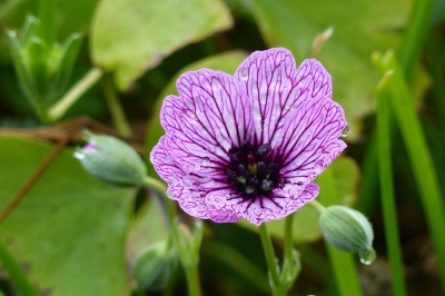Hebben mediterrane planten speciale grond nodig?