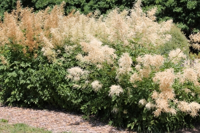 Het vermeerderen van de azijnboom met stekken - hier moet je op letten