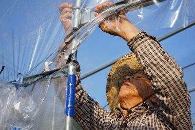 Eucalyptus groeien gemakkelijk gemaakt