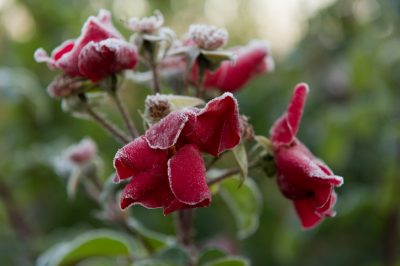 Bewaar de eucalyptus in de tuin