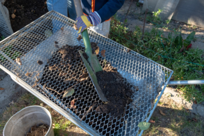 Euphorbia ingens - over de verzorging van de cactuswolfsmelk