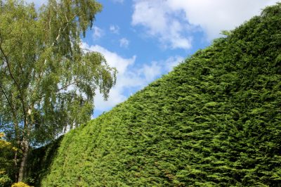 Euphorbia-ondersoorten - winterhard of niet?