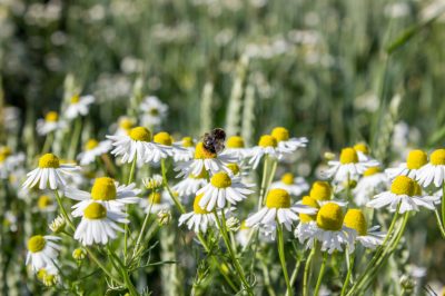 Effectieve maatregelen tegen draadalgen