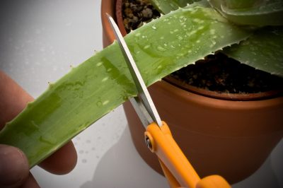 Inmaken vijgen - heerlijk recept en instructies