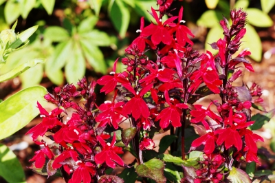 De rotspeer in de tuin - met maat komt vorm