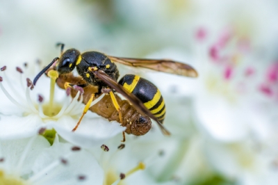 Feng Shui in de voortuin - zo kan goede energie zijn weg vinden