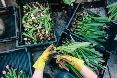 Herken en behandel spintmijten op de frangipani