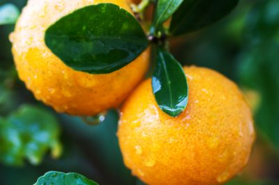 Hoe u een koud frame op de juiste manier plant voor een lang tuinseizoen