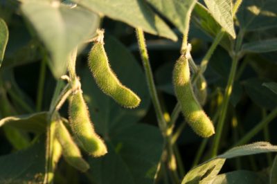 Nieuwe aardappelen - wanneer kan hun oogstseizoen beginnen?