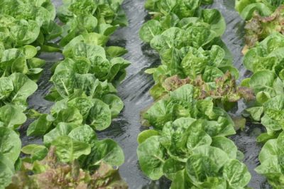 Ideaal voor het bouwen van tuinhuisjes, Ytong: Steen die gemakkelijk te bewerken is