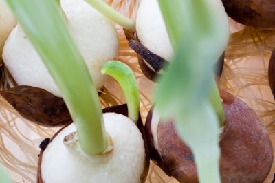 Een tuinmuur bouwen: de fundering op de juiste manier betonneren