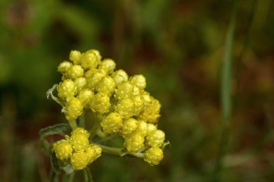 Eine Gartenschere desinfizieren