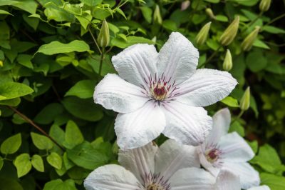 Eine Gartenschere fachgerecht pflegen