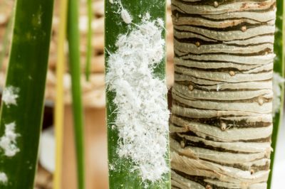 Hout op de tuinvijver: natuurlijker kan het niet