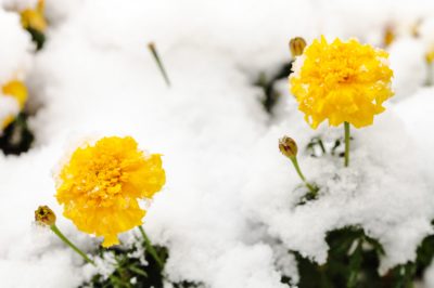 Tips en ideeën voor het maken van een tuinvijver met waterval