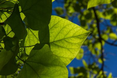 Het onderhoud van de tuinvijver hoeft geen zwaar werk te zijn