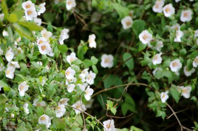 Hoe u uw tuin in stijl kunt verfraaien - een creatieve verzameling ideeën