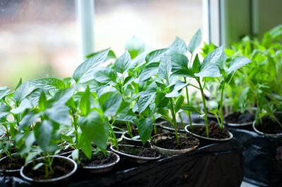 Hoe breed moet mijn nieuwe tuinpad zijn?