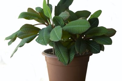 Hoe kan ik bijzonder goedkoop tuinpaden aanleggen?