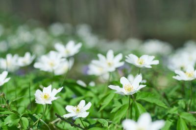 Gekochte Kartoffeln einfrieren – Nur so geht es!