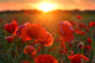 Hoeveel gif schuilt er in de prachtig bloeiende gewrichtsbloem?