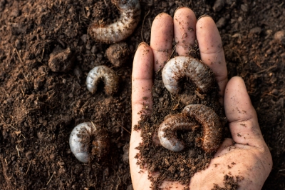 Een moestuin voor kinderen - spannend en lekker