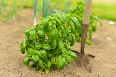 Gemengde teelt: welke planten in de moestuin passen goed bij elkaar?