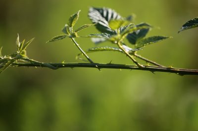Hoe een ginkgoboom en trucs te planten