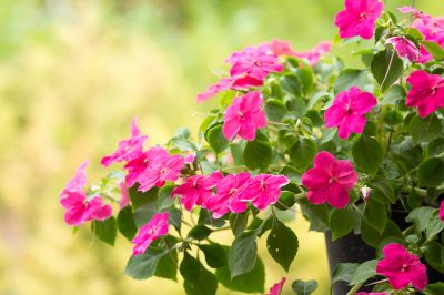 Het vervoeren van grote potplanten was eenvoudig en handig