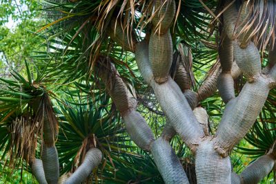 Guzmania-bloem wordt bruin - dit zijn de gevolgen!