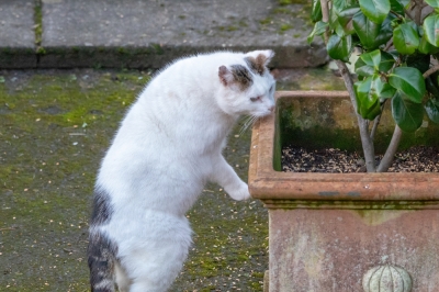 Harlekijnwilg onderplant - geschikte planten