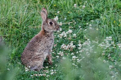 Heggen bemesten met blauwe korrel: zo gebruikt u de mest op de juiste manier