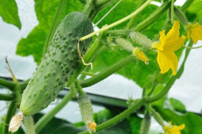 Herbiciden gebruiken in de tuin?