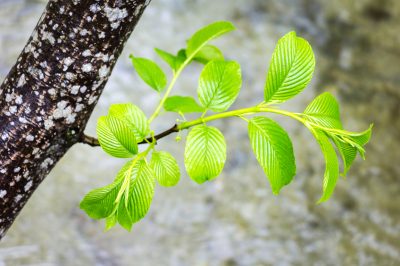 Hirse zum keimen bringen