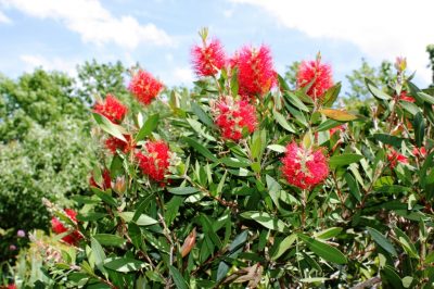 U kunt in juli het verhoogde bed bij deze groenten planten