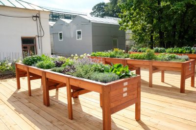 Hoe u een verhoogd bed ontwerpt voor warmteminnende tomaten