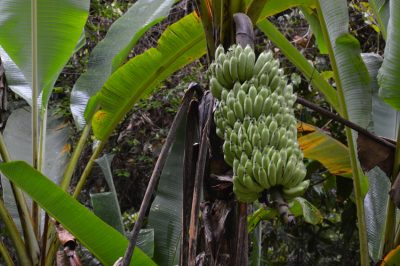 Hylocereus undatus - De verzorging van de drakenvrucht
