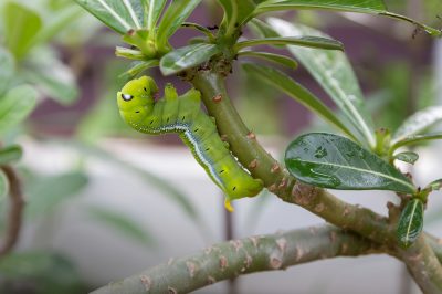 Indiase banaan - interessante feiten over het exotische fruit