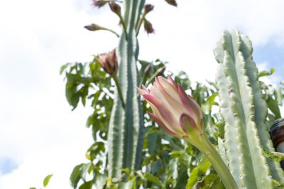 Javavaren planten - dit geeft zijn wortels een stevige houvast