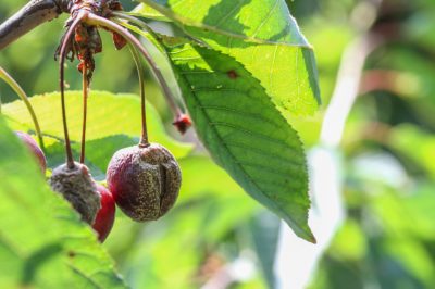 Jeans planten: een gids