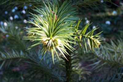 Jute - de optimale winterbescherming