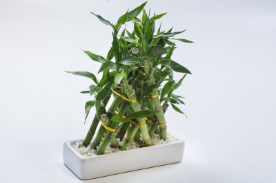 De bloemen van mijn camelia's vallen eraf!, Help