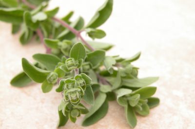 Hoe u uw camelia en trucs kunt winterklaar maken