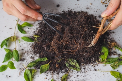 Oogst en gebruik Oost-Indische kers