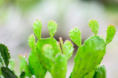 Het planten van de aardappelroos en trucs