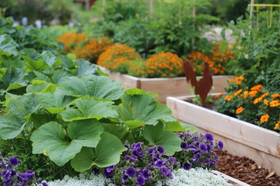 Hoe u uw kat uit de buurt van kamerplanten houdt