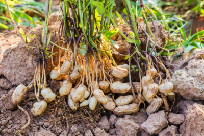 Kattenbakvulling op de compost - wat zijn de problemen?