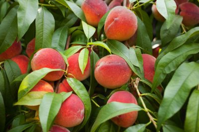 Kokosgrond: voor welke plant is het substraat geschikt?